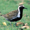 Pacific Golden-Plover